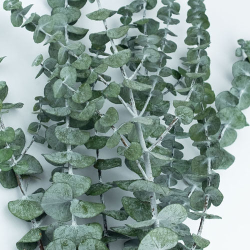 Eukalyptus Baby-blue stabilisiert