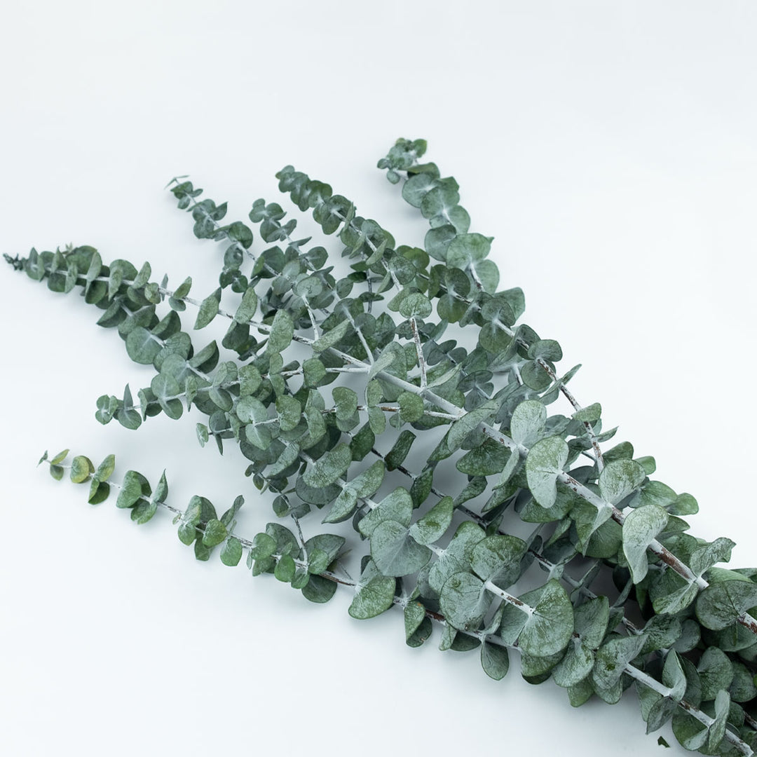 Eukalyptus Baby-blue stabilisiert