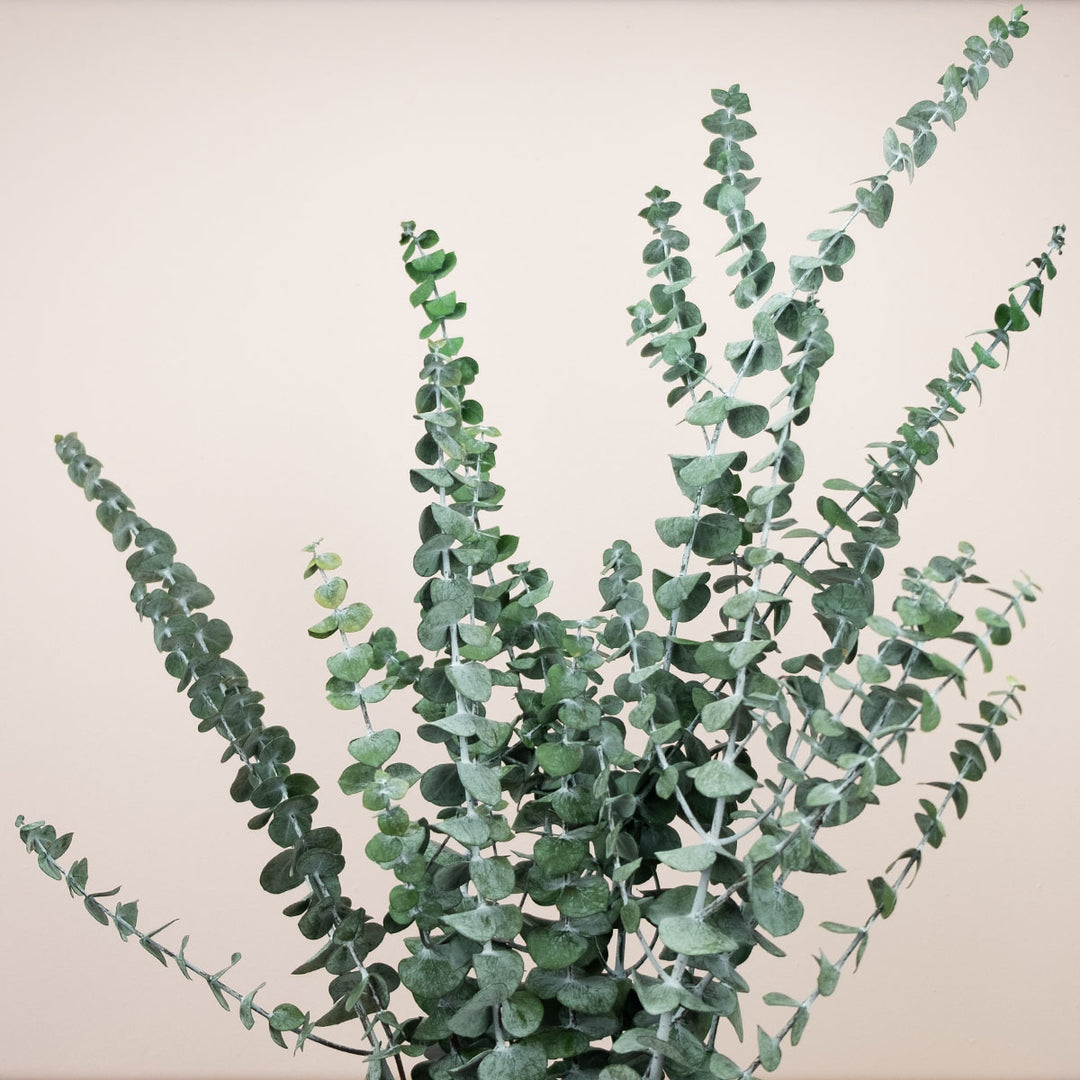 Eukalyptus Baby-blue stabilisiert
