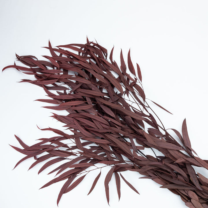 Eukalyptus Nicoly stabilisiert