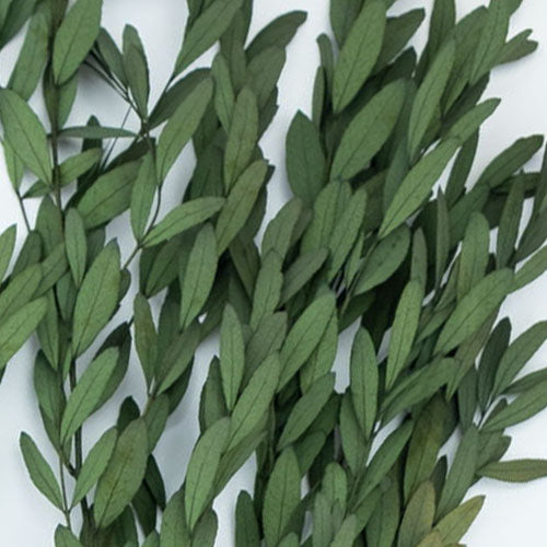 Eukalyptus Nicoly stabilisiert