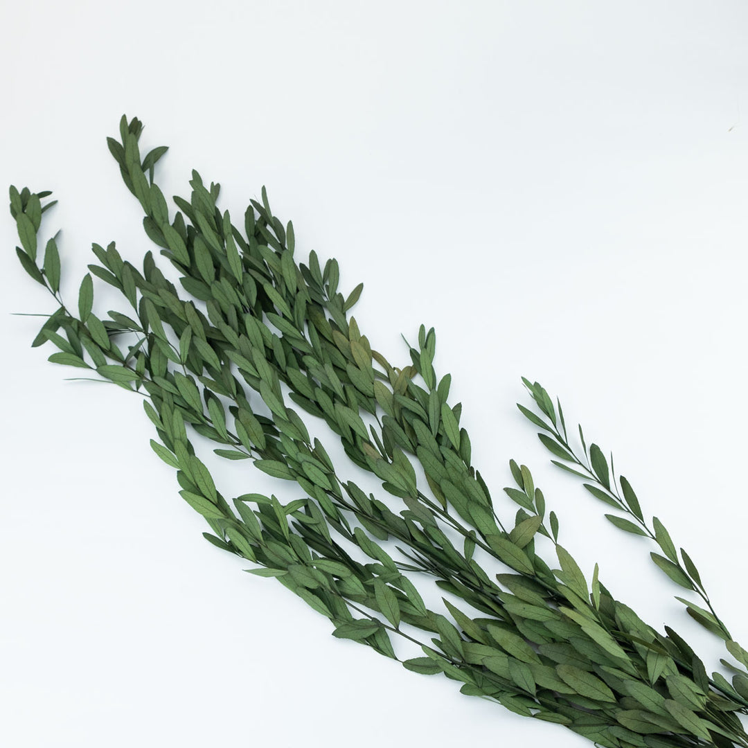 Eukalyptus Nicoly stabilisiert
