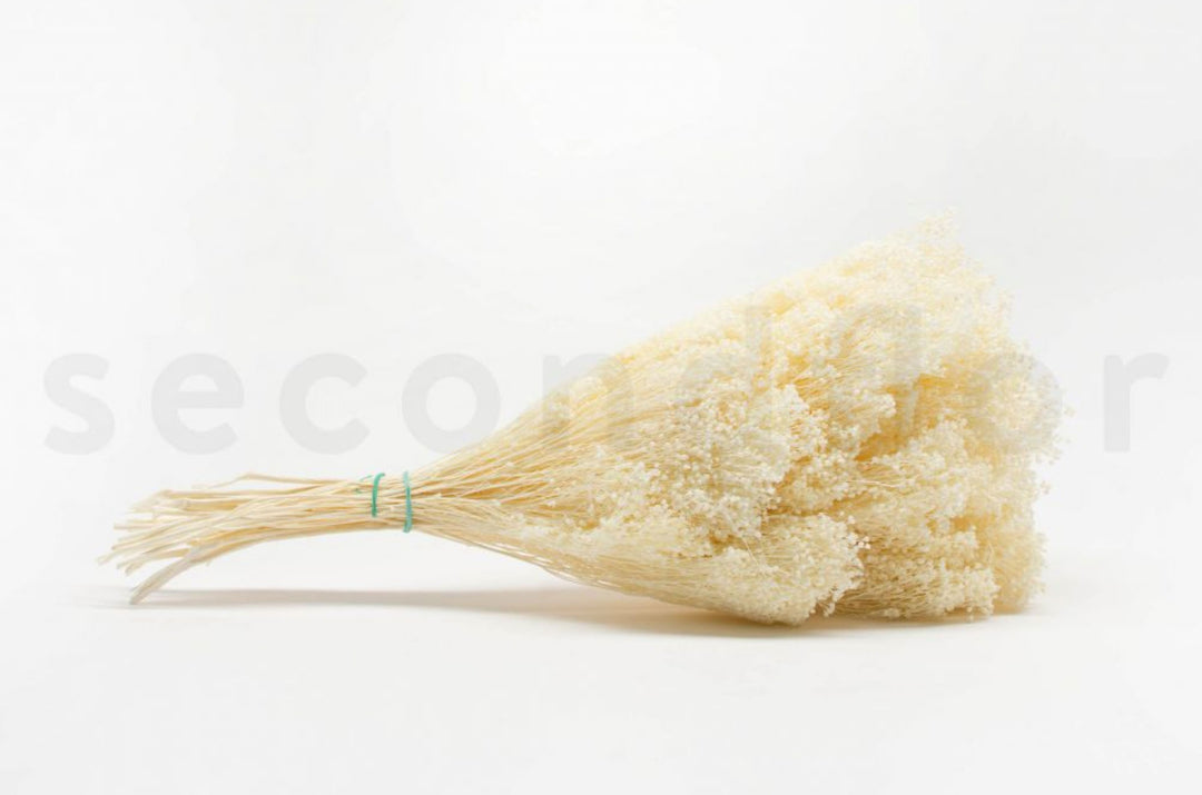 Broom konserviert