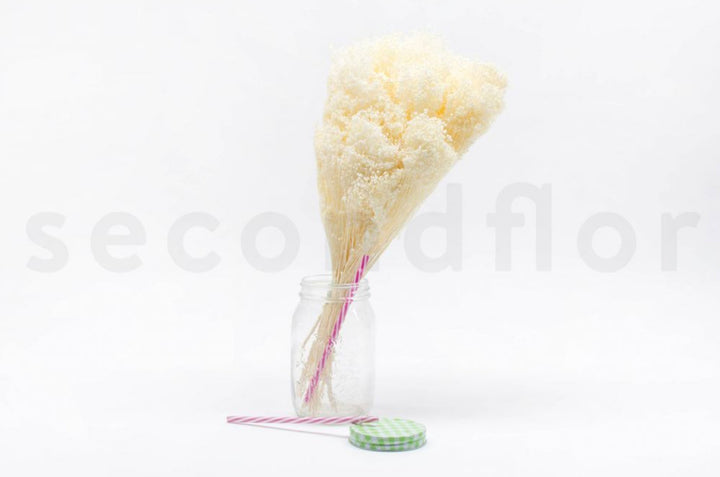 Broom konserviert