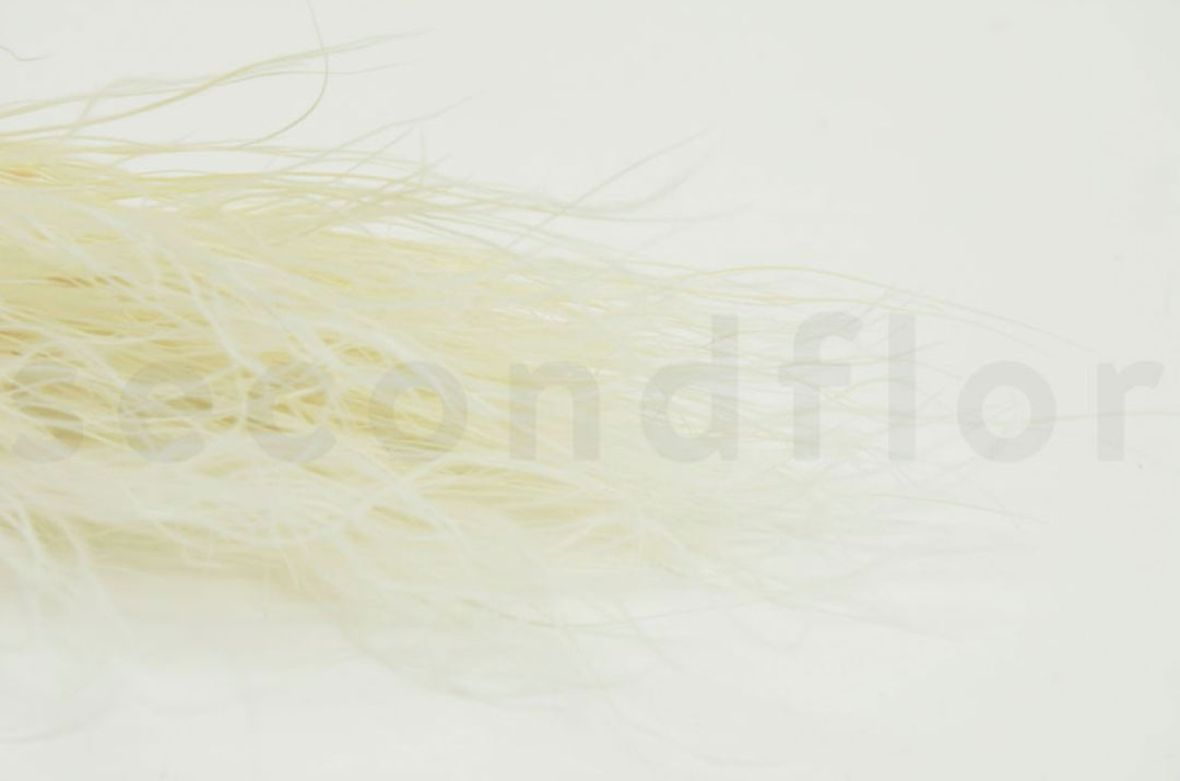 Stypa pennata