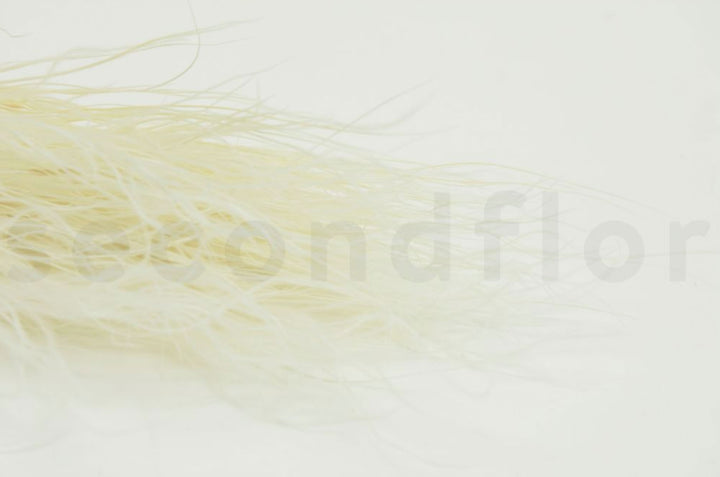 Stypa pennata