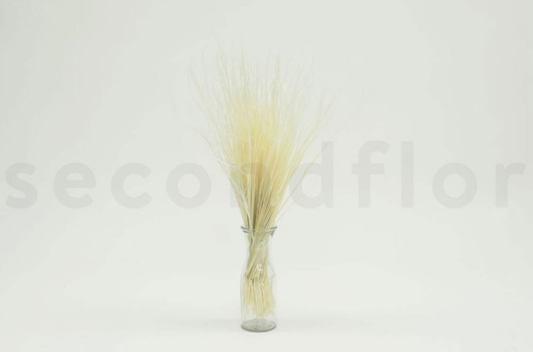 Stypa pennata