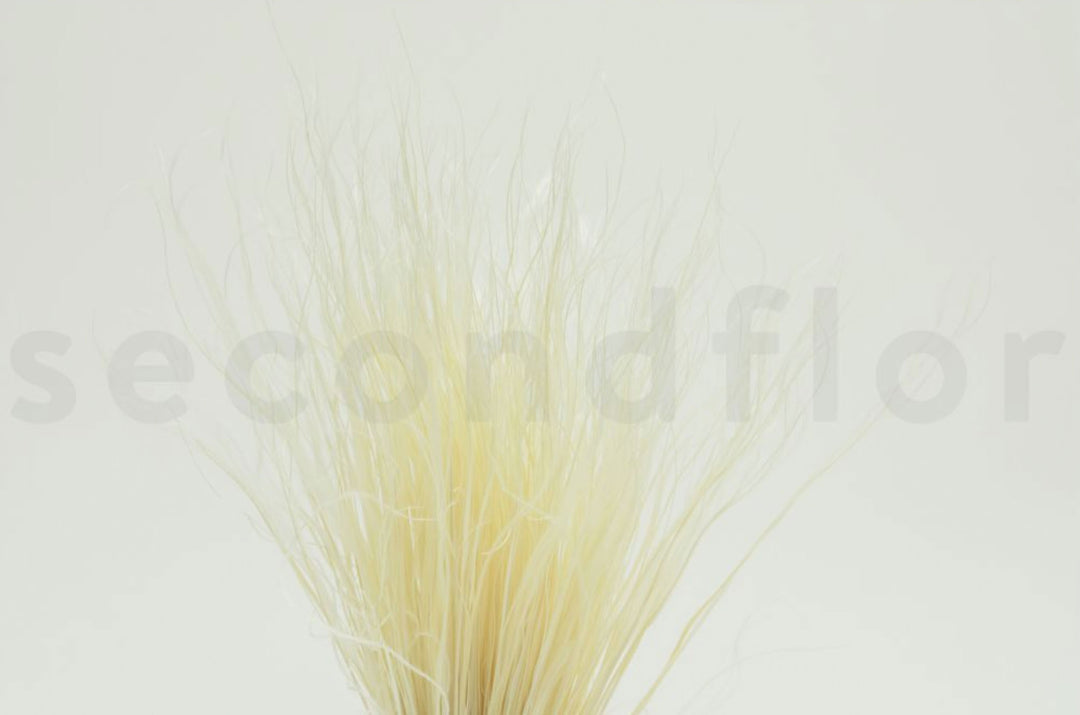 Stypa pennata
