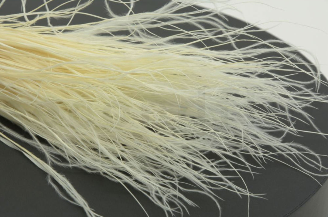 Stypa pennata