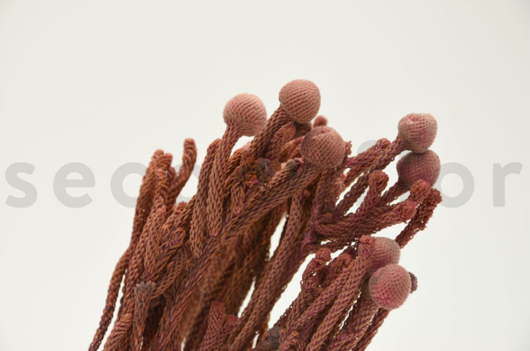 Brunia Nodiflora getrocknet