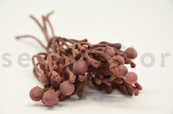 Brunia Nodiflora getrocknet