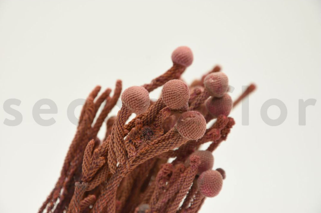 Brunia Nodiflora getrocknet