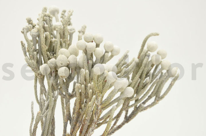 Brunia Nodiflora getrocknet