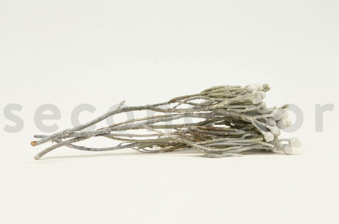Brunia Nodiflora getrocknet