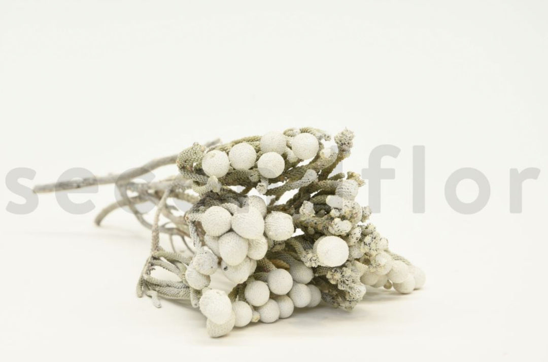 Brunia Nodiflora getrocknet