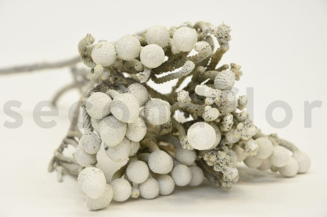 Brunia Nodiflora getrocknet