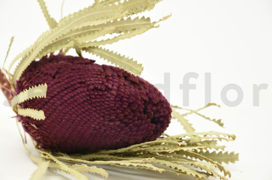 Banksia Hookerana