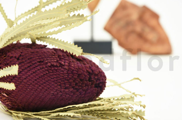 Banksia Hookerana