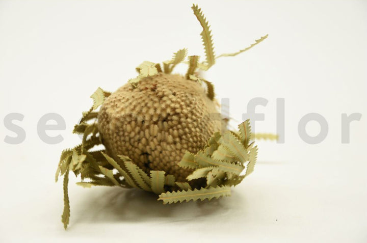 Banksia Hookerana