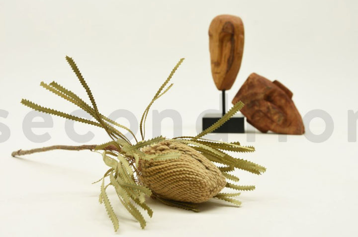 Banksia Hookerana