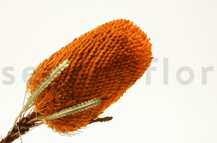 Banksia Hookerana