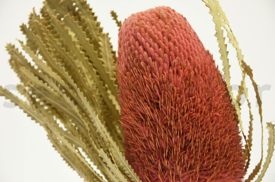 Banksia Hookerana