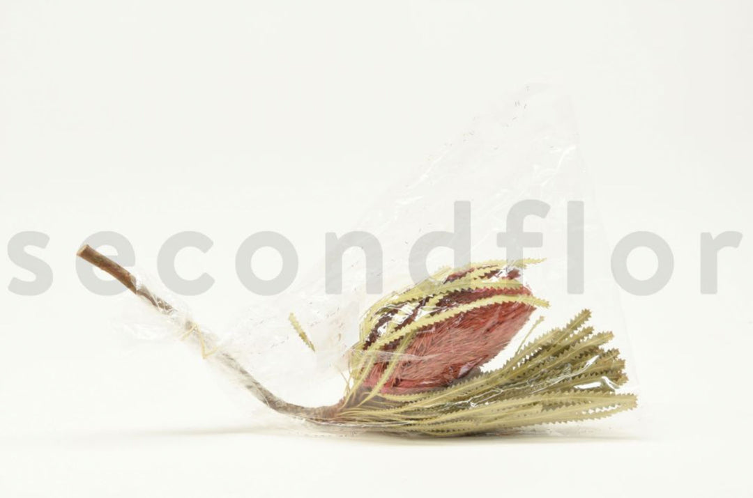 Banksia Hookerana