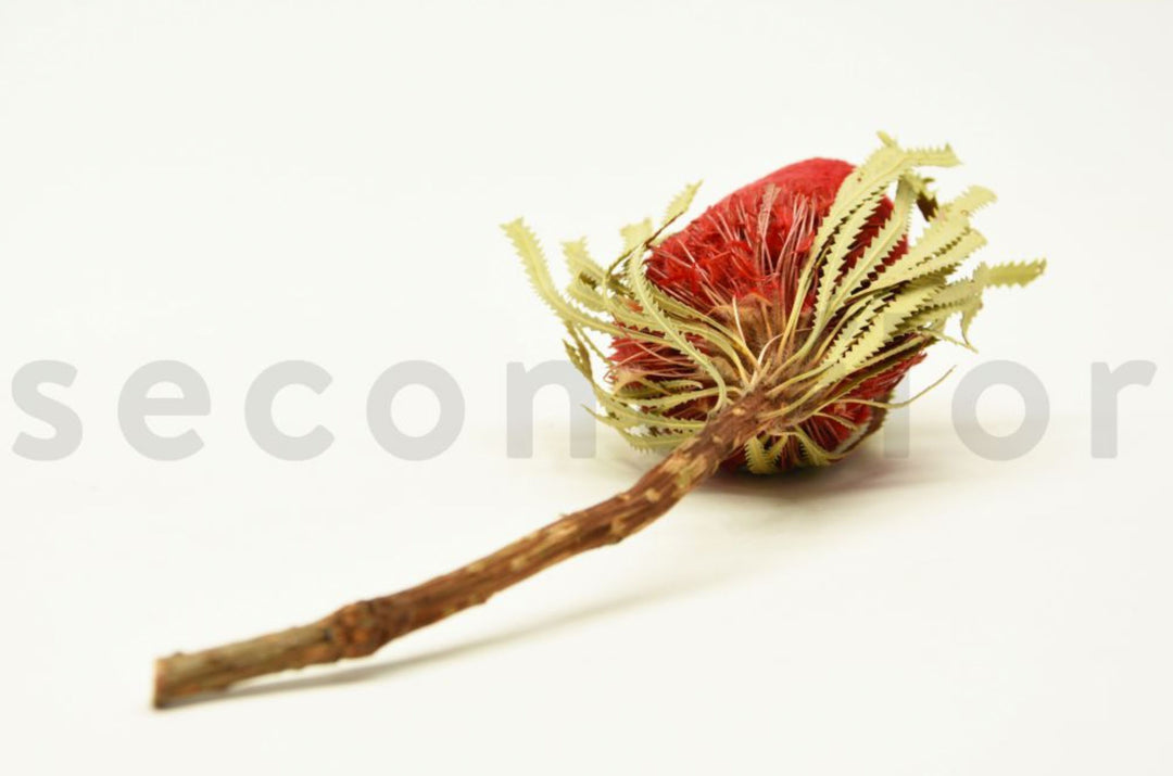 Banksia Hookerana