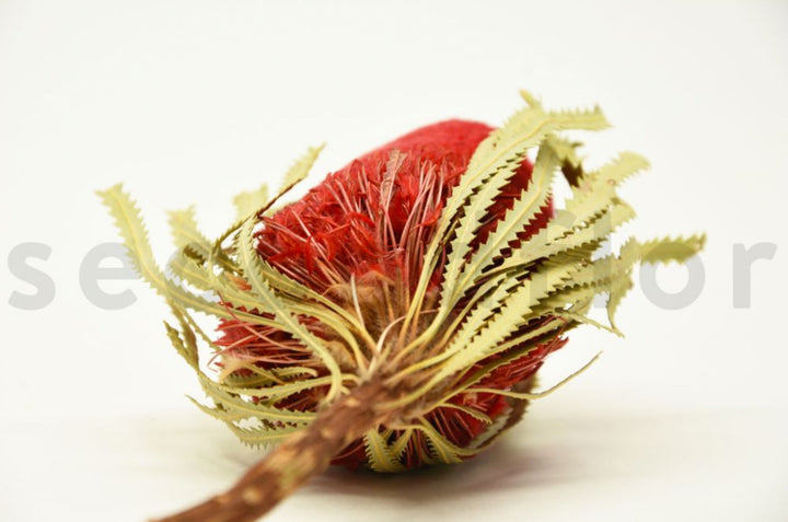 Banksia Hookerana