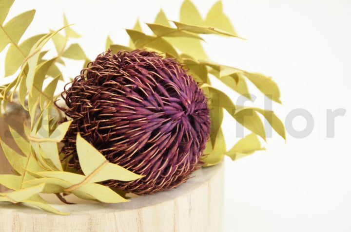 Banksia Baxteri getrocknet