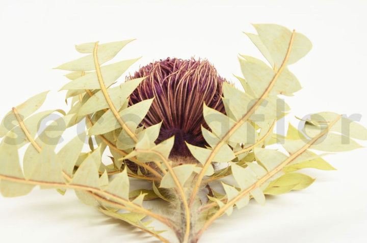 Banksia Baxteri getrocknet