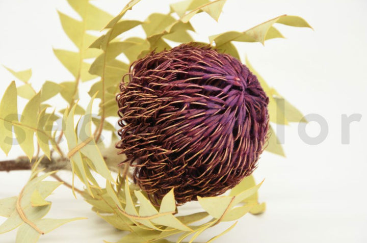 Banksia Baxteri getrocknet