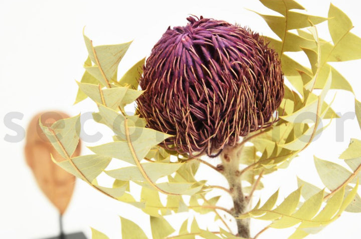 Banksia Baxteri getrocknet