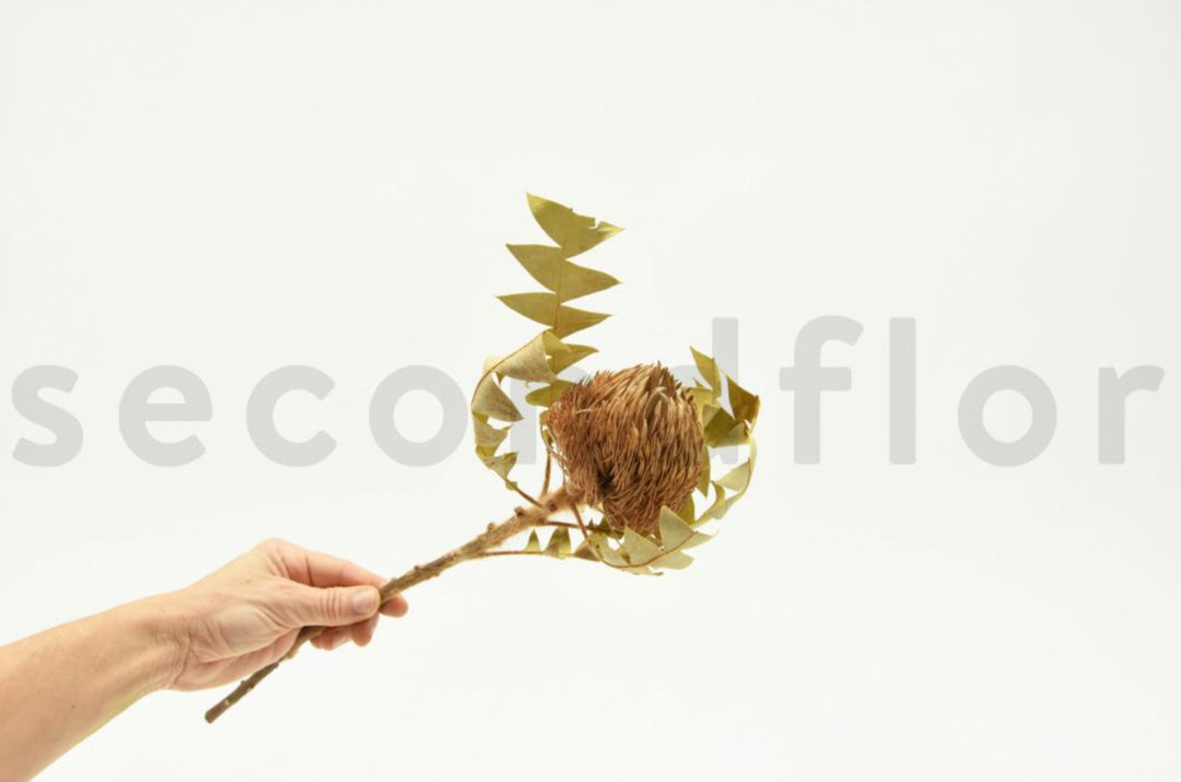 Banksia Baxteri getrocknet