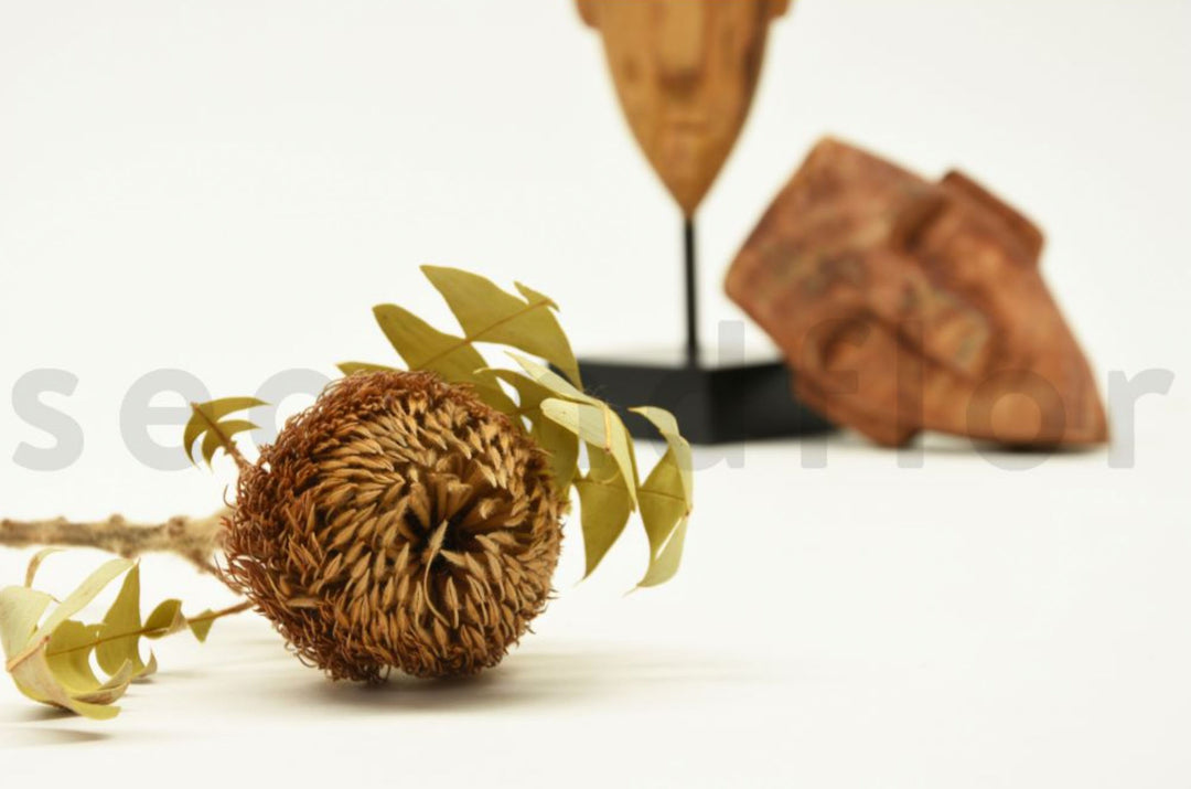 Banksia Baxteri getrocknet