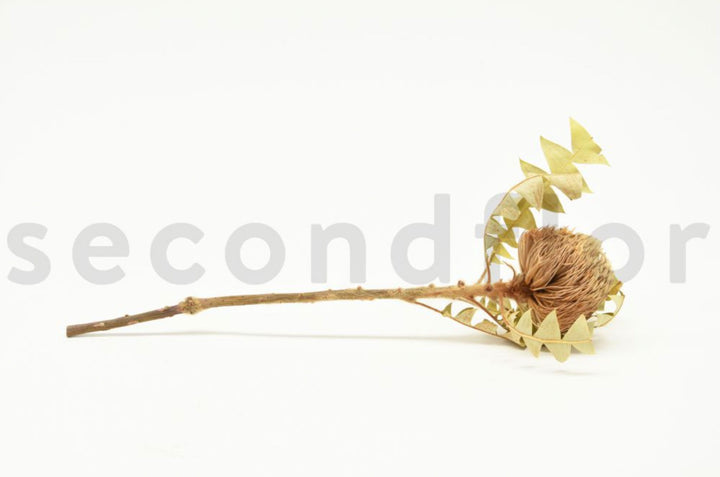 Banksia Baxteri getrocknet