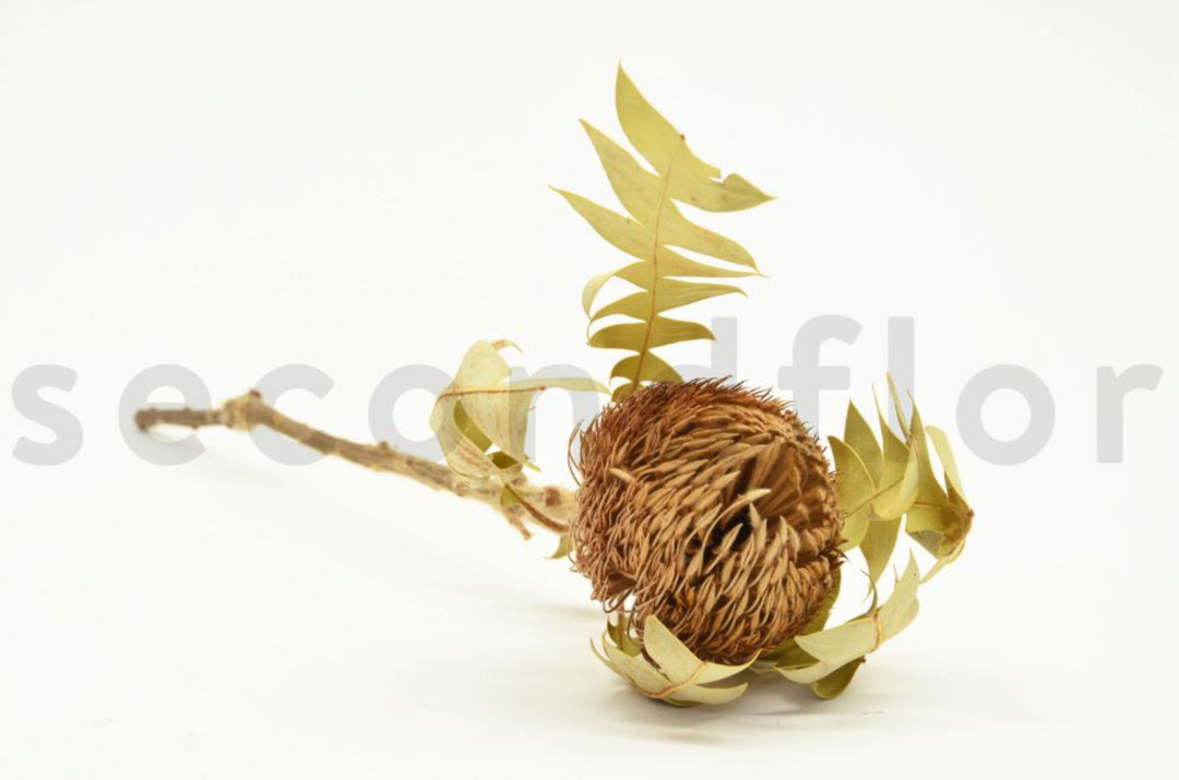 Banksia Baxteri getrocknet