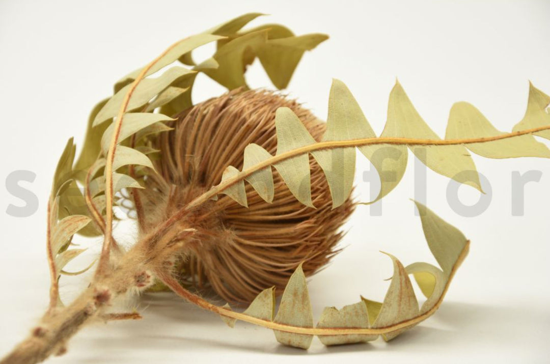 Banksia Baxteri getrocknet
