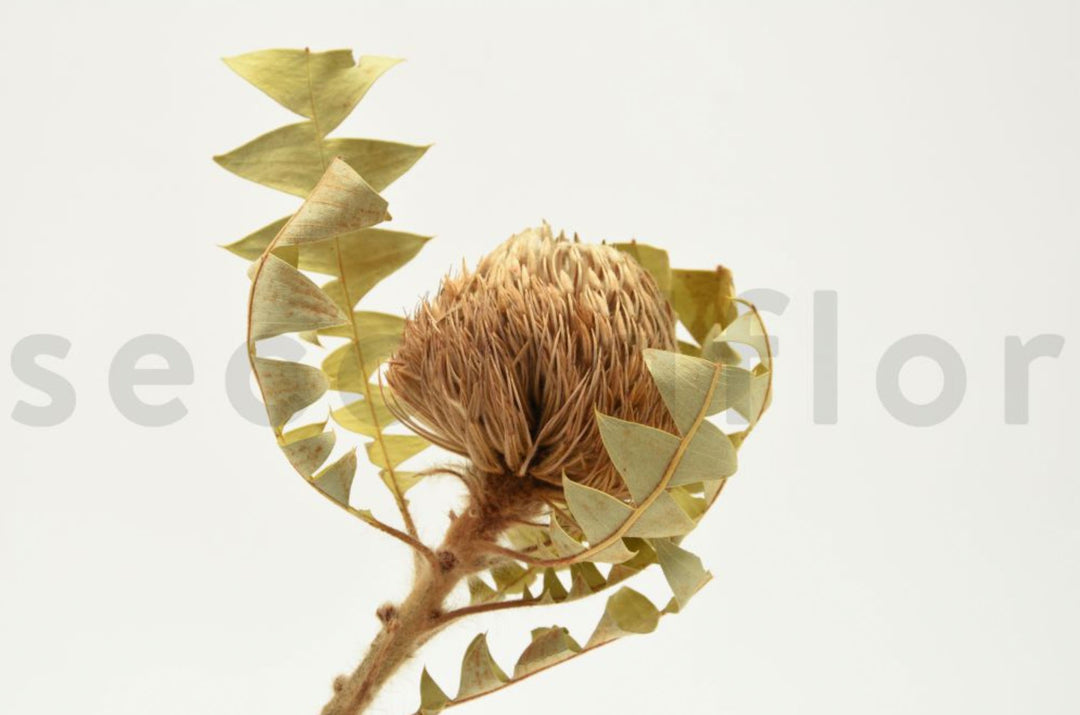 Banksia Baxteri getrocknet