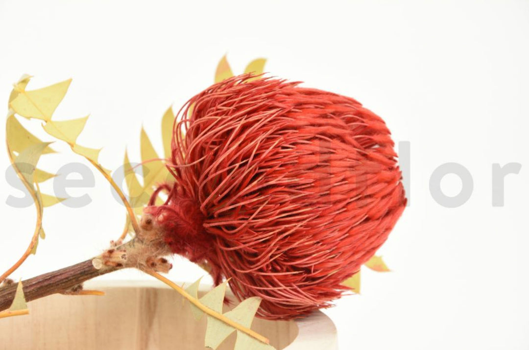 Banksia Baxteri getrocknet