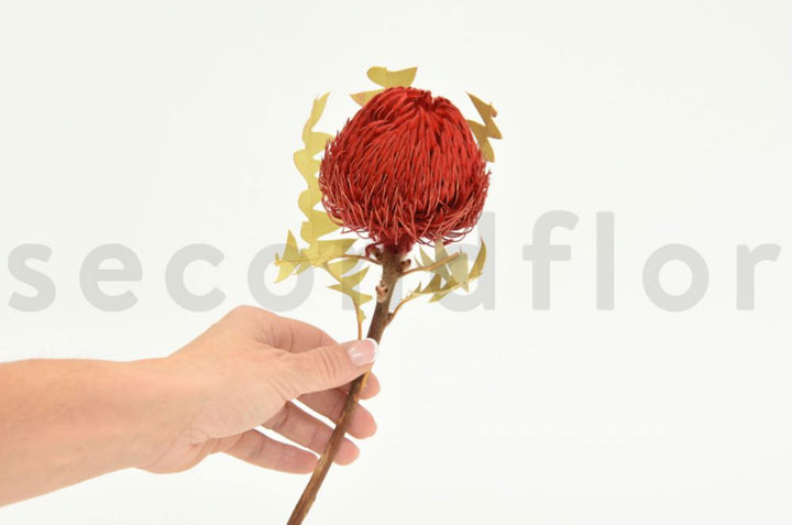 Banksia Baxteri getrocknet