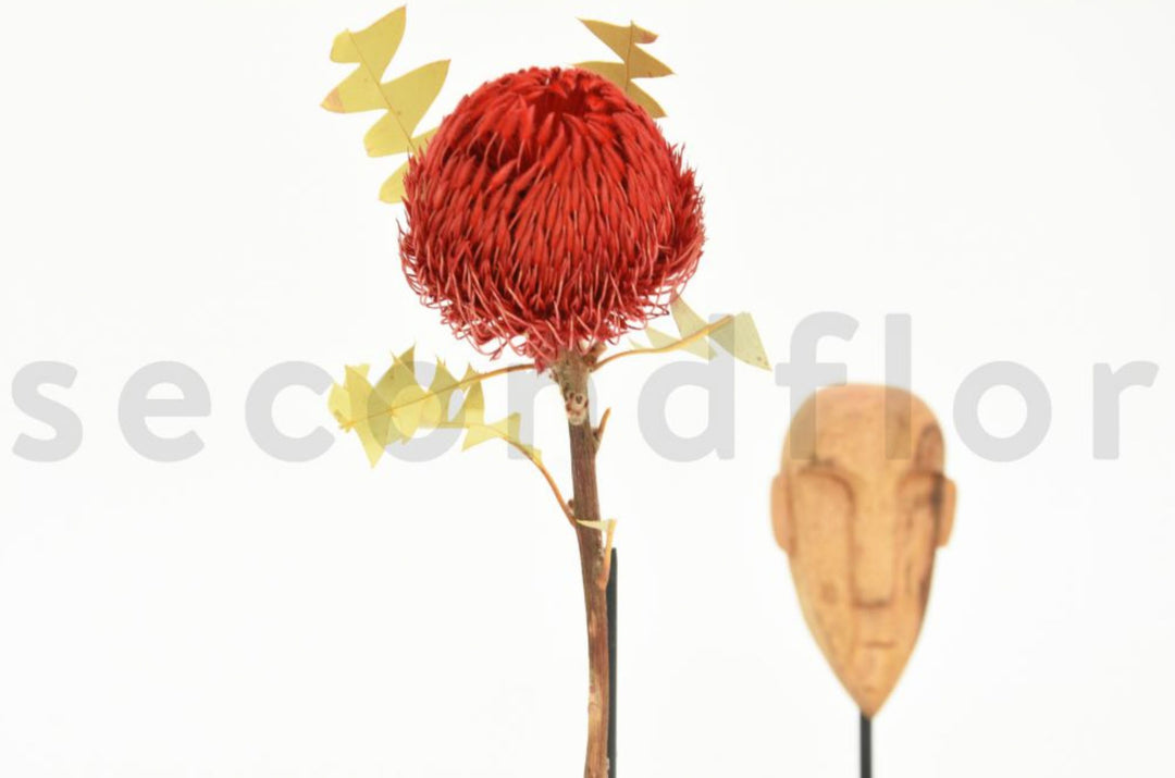 Banksia Baxteri getrocknet