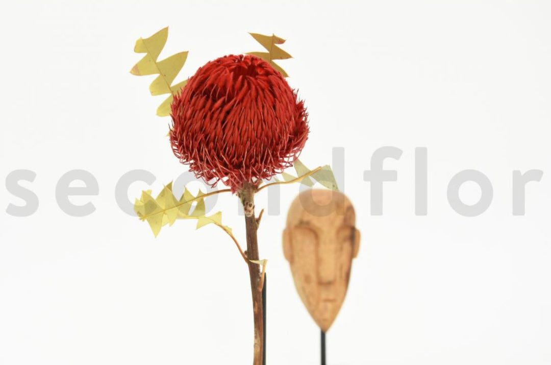 Banksia Baxteri getrocknet