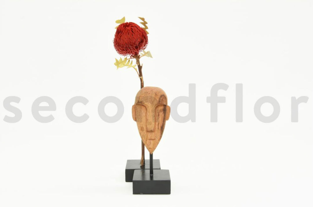 Banksia Baxteri getrocknet