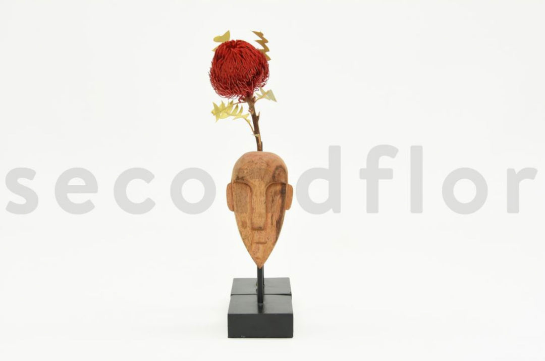 Banksia Baxteri getrocknet
