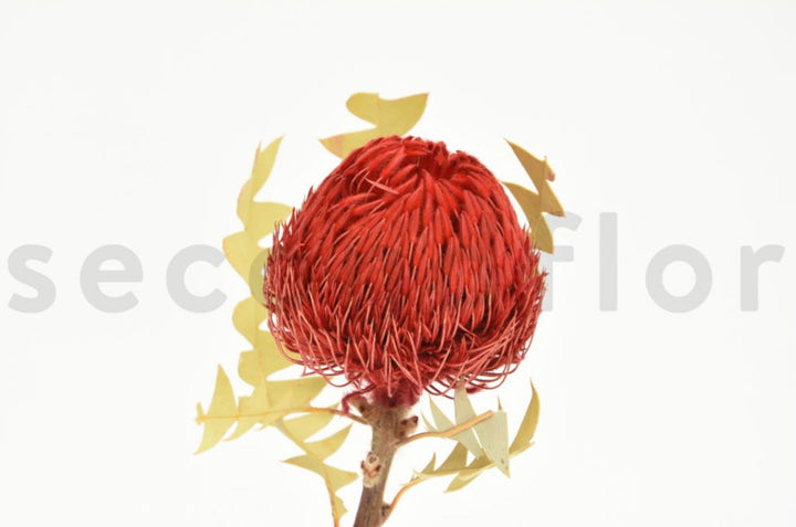 Banksia Baxteri getrocknet