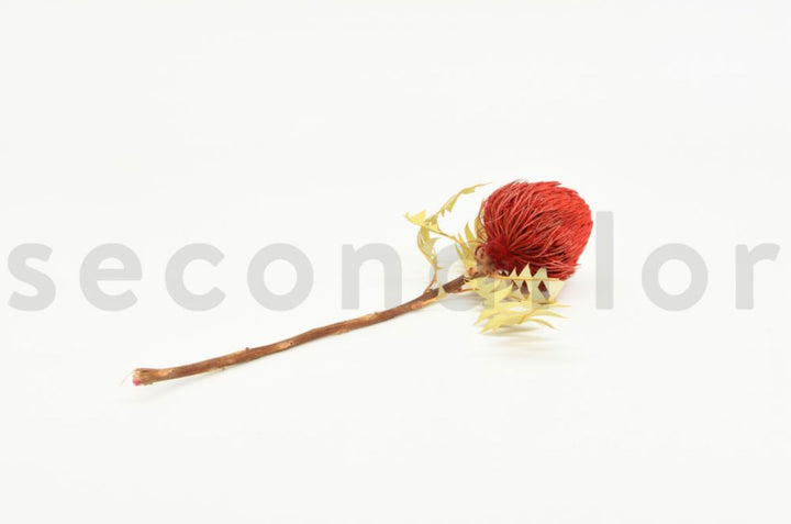 Banksia Baxteri getrocknet