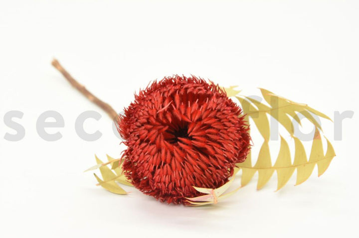 Banksia Baxteri getrocknet