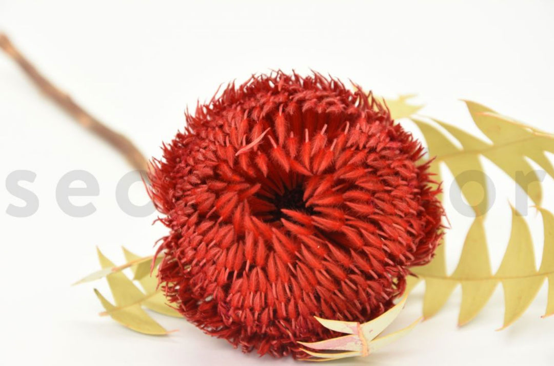 Banksia Baxteri getrocknet