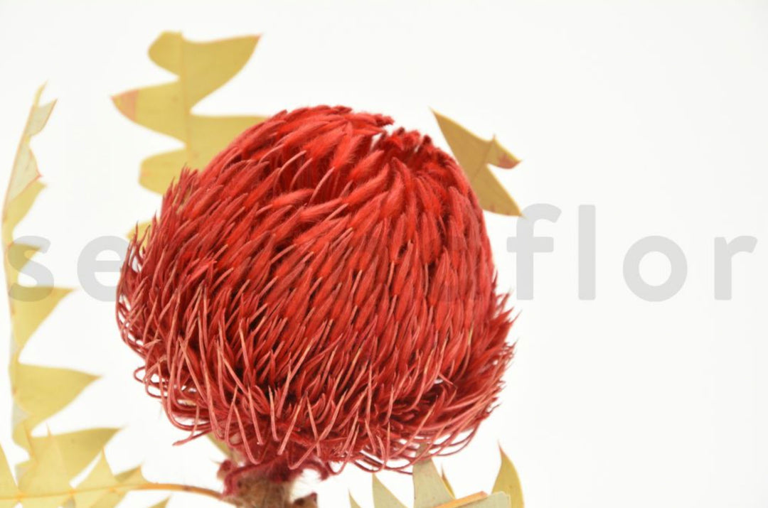 Banksia Baxteri getrocknet